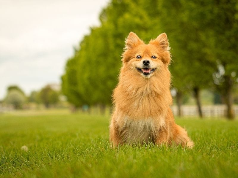 Klein German Spitz Dog Breed Guide: Care, training and fun facts