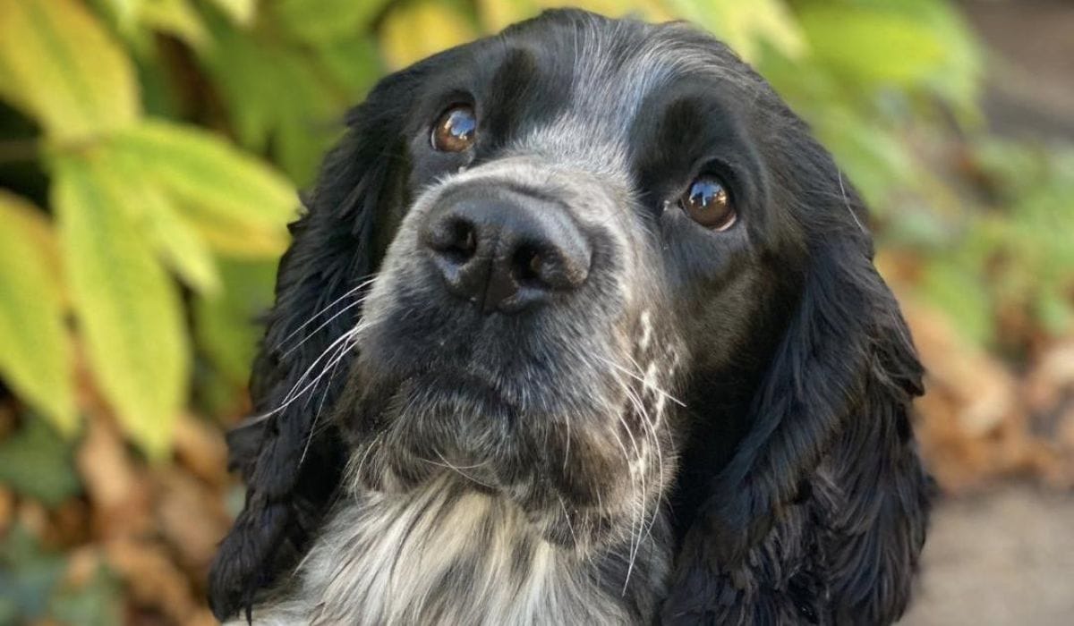 What are the Health Benefits of BorrowMyDoggy?