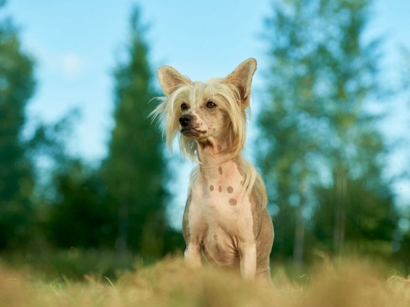 Chinese Crested Dog Breed Guide: Care, training and fun facts
