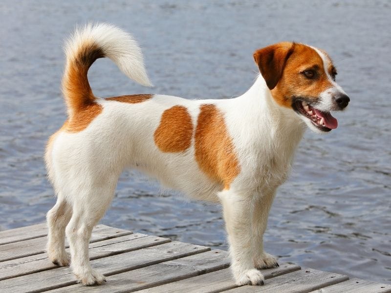 Jack Russell breed guide: Care, training, and fun facts