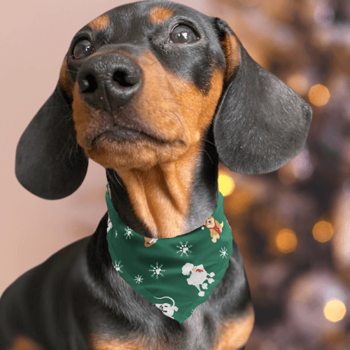 A sweet Dachshund wearing a BorrowMyDoggy festive bandana
