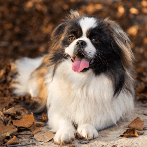 Pekingese Dog Breed Guide: Care, training and fun facts