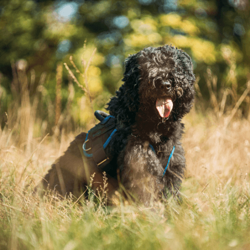 Bouvier des Flandres breed guide: Care, training, and fun facts