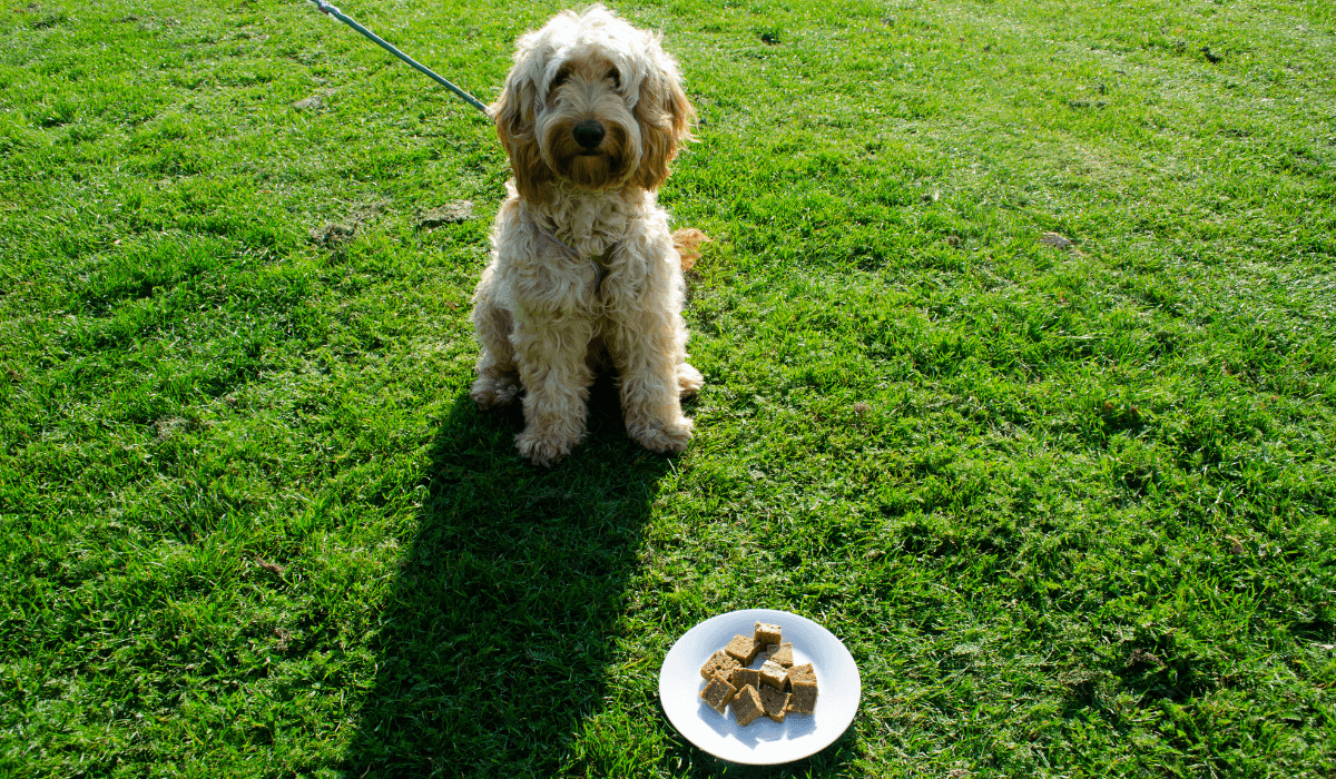 Homemade Dog Friendly Liver Cake Recipe