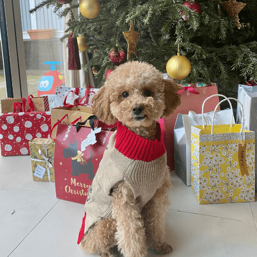 Whinnie the Toy Poodle looking smart in her Christmas jumper