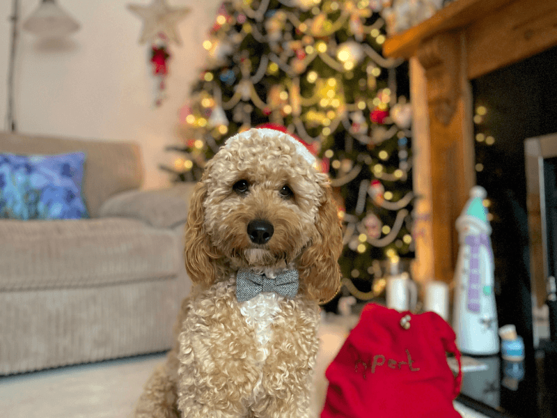 Rupert the Cockapoo sat in front of the Christmas tree with a sack from Santa Paws