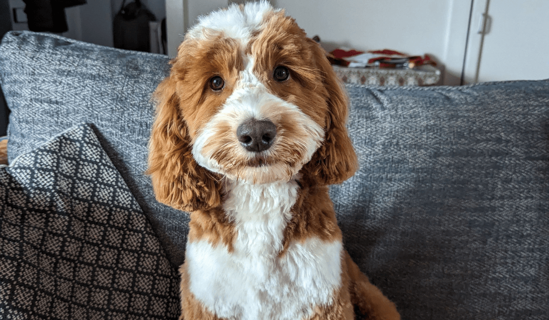 Doggy member Ringo, the Cockapoo sitting on the sofa at his dog sitters