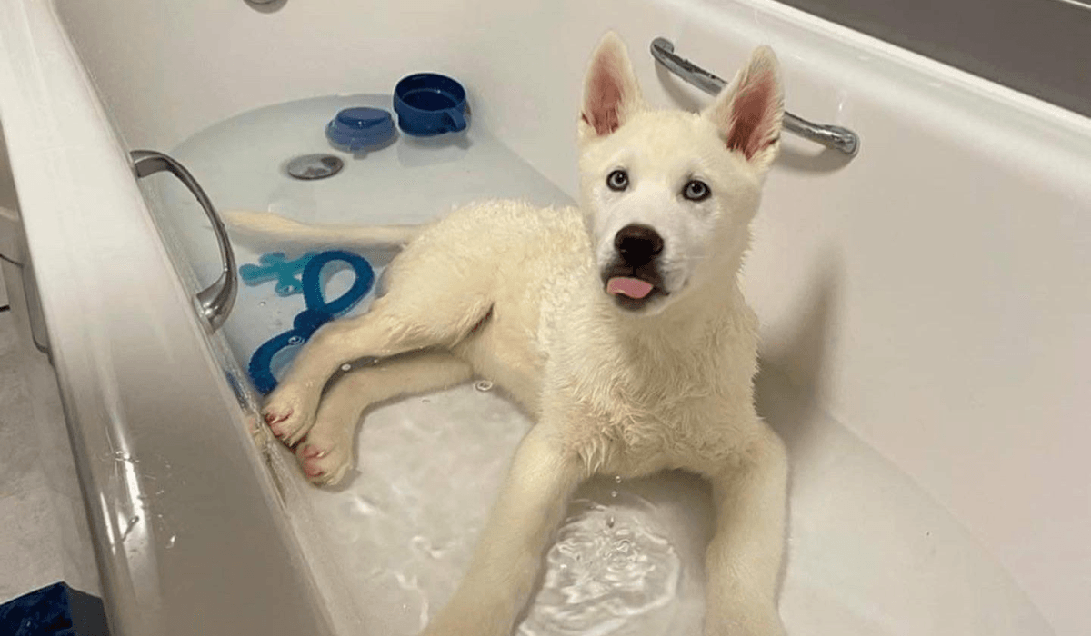 Make Bathing a Dog Less Stressful