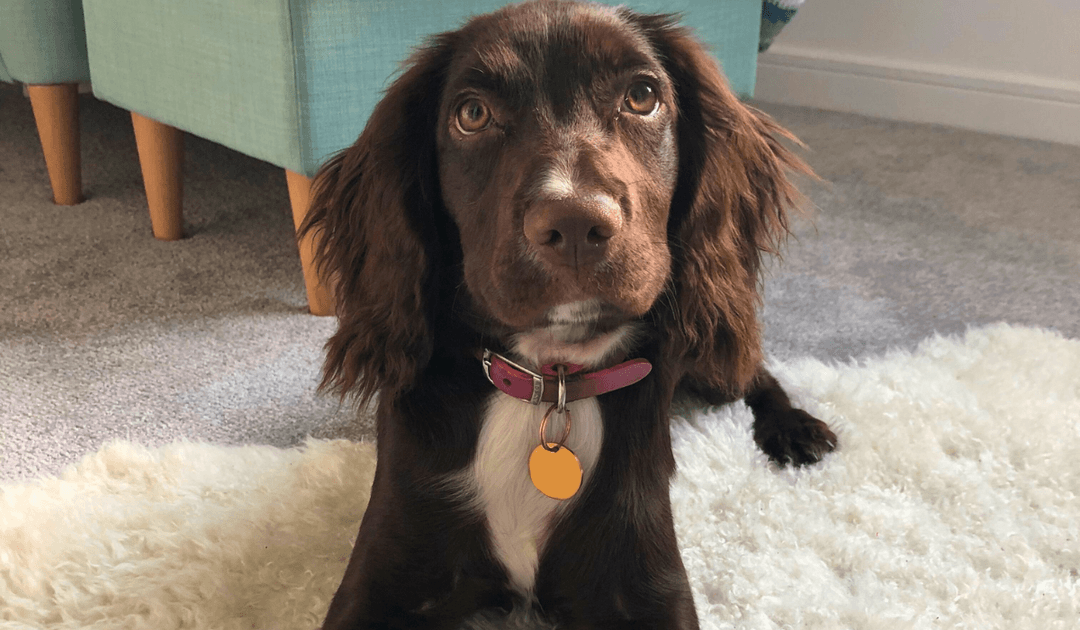 Doggy member Luna, the Cocker Spaniel lying down on a fluffy mat in the living room