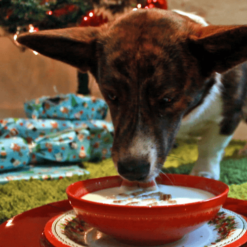 Christmas dognog
