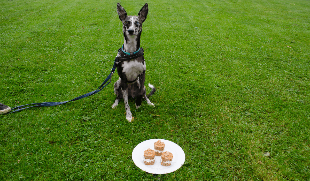 Carrot Pupcakes Recipaw