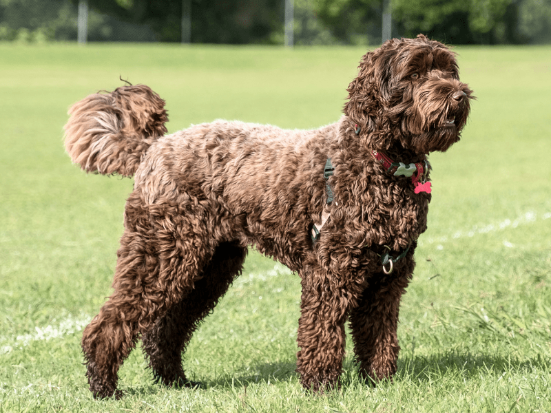 Labradoodle Dog Breed Guide: Care, training and fun facts