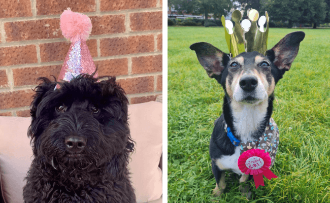 A black, fluffy cockapoo sitting pretty wearing a pink birthday hat 