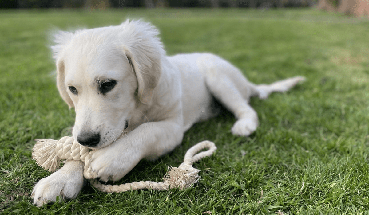 Dog safety tips for toys and in your home