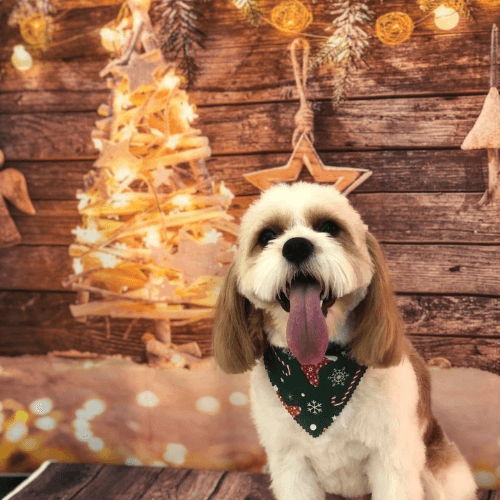 Christmas safety tips