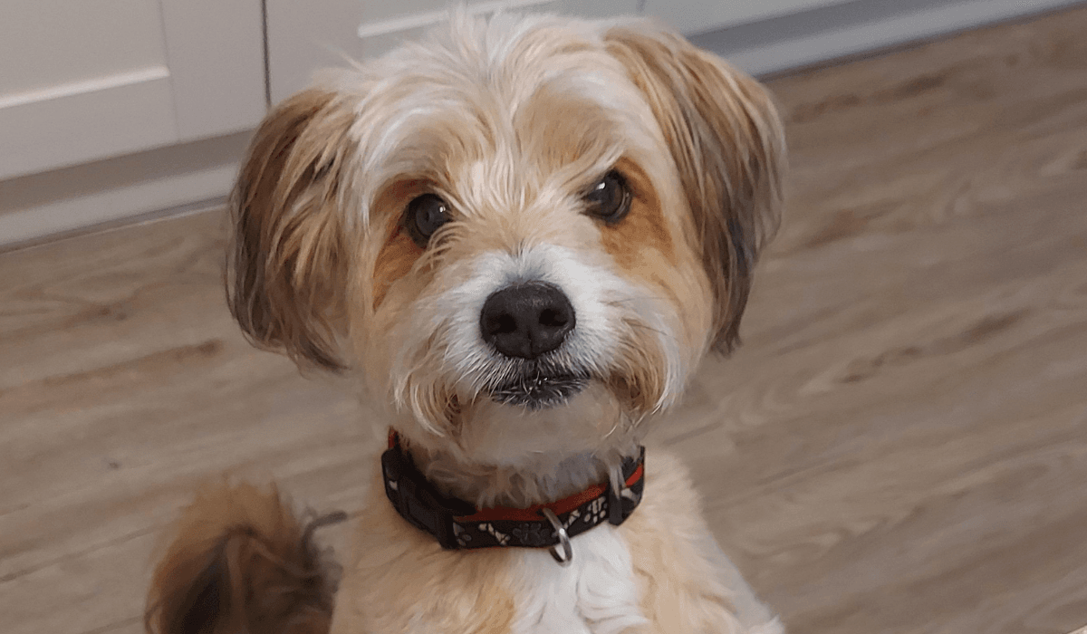 Teach your dog to not jump up