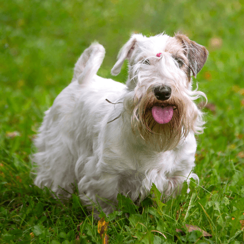 Sealyham Terrier Dog Breed Guide: Care, training and fun facts