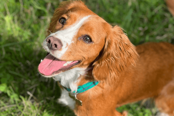 How to Green Your Dog's Routine