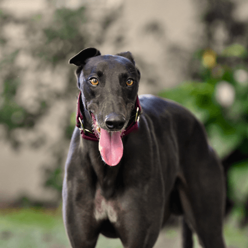 Greyhound Dog Breed Guide: Care, training and fun facts