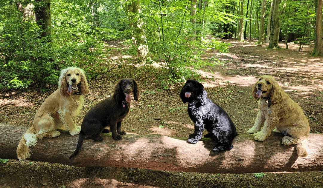 Four happy spaniels enjoying a moments rest, sitting on a long tree