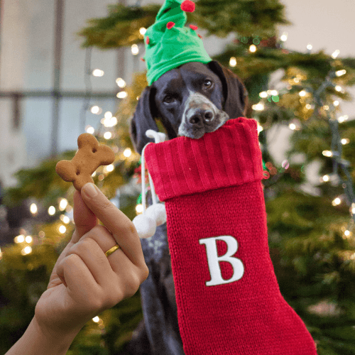 German Pointer holding a Christmas stocking waiting patiently for a treat