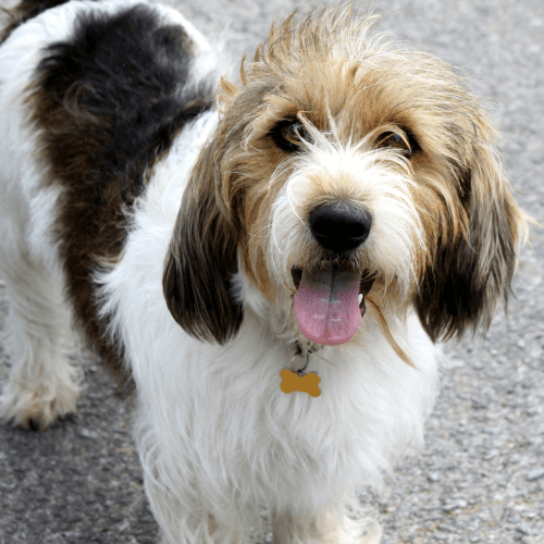 Petit Basset Griffon Vendéen Breed Guide: Care, training and fun facts