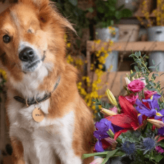 Adorable dog with one eye by flowers